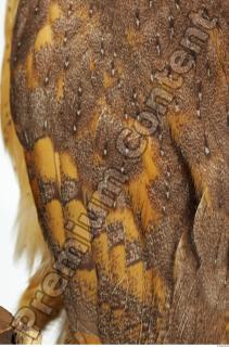 Barn owl - Tyto alba  0076